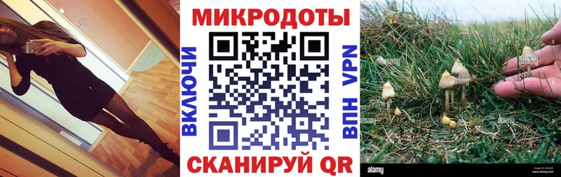 Купить где  Катайск  Псилоцибиновые грибы Psilocybe 